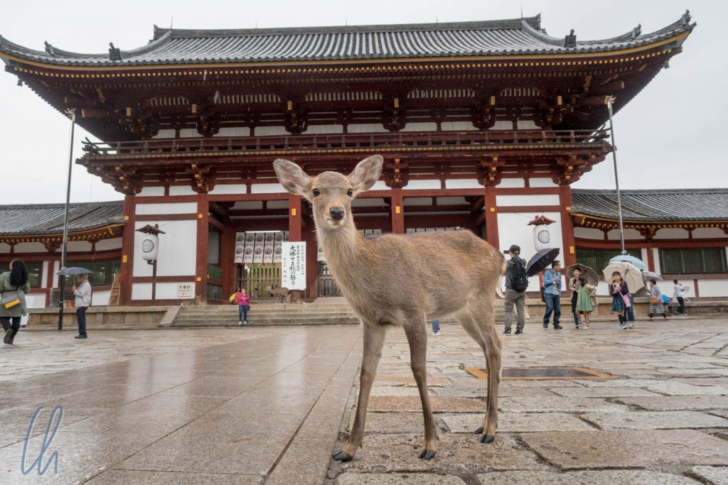 Die Rehe von Nara sind überall, auch vor dem Nandaimon des Todai-ji