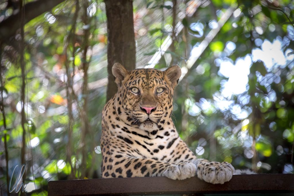 Mr. Grumpy, der Leopard - eigentlich nicht heimisch in Kambodscha