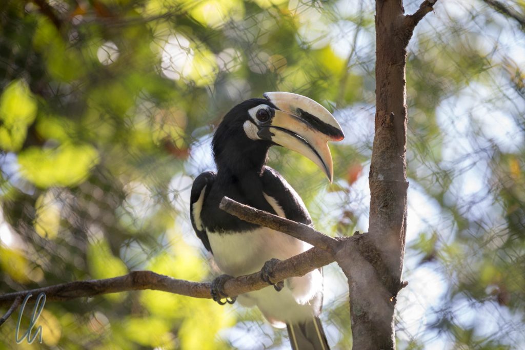 Ein Hornbill, ebenfalls ein Gastfoto aus dem Tierpark bei Kbal Spean. Die Hornbills fliegen in freier Wildbahn über dem Blätterdach, und oft hört man nur die charakteristischen Fluggeräusche.