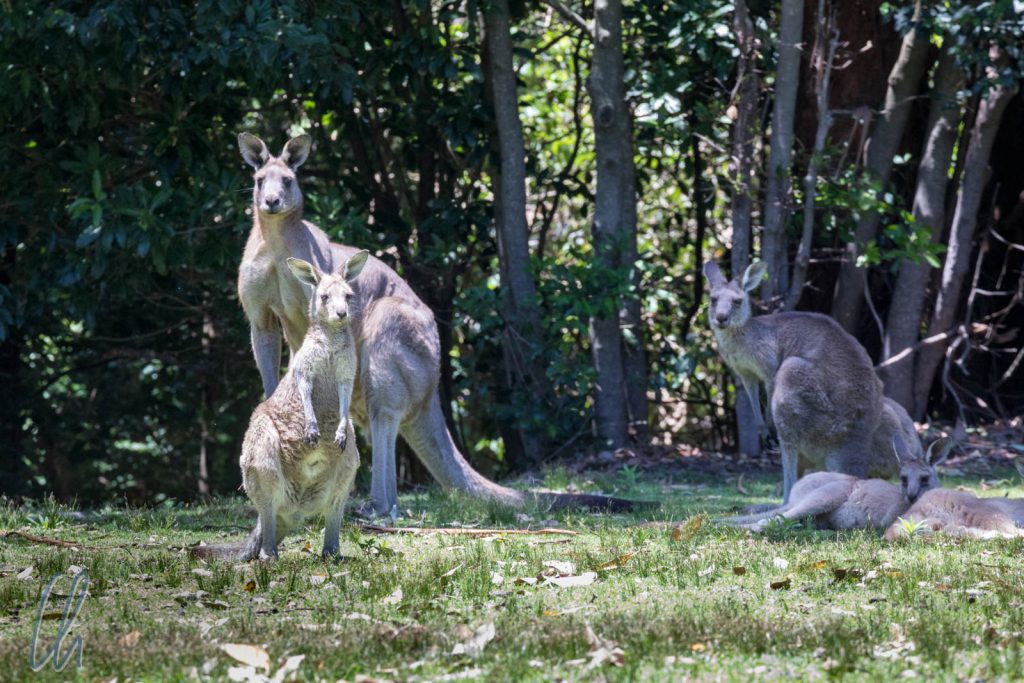 Känguru-Familie am Kangaroo Beach