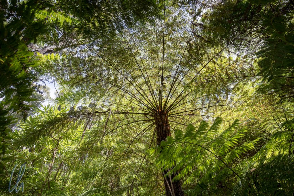 Baumfarn im Regenwald