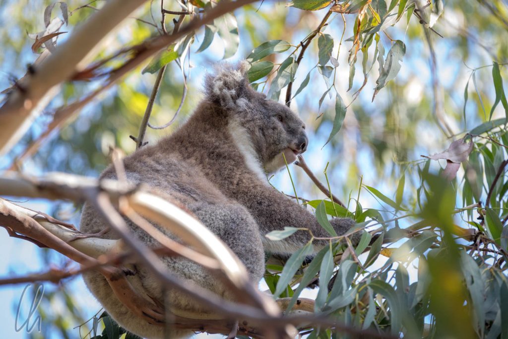 Dieser Koala begrüßte uns bei der Ankunft im Bimbi-Park