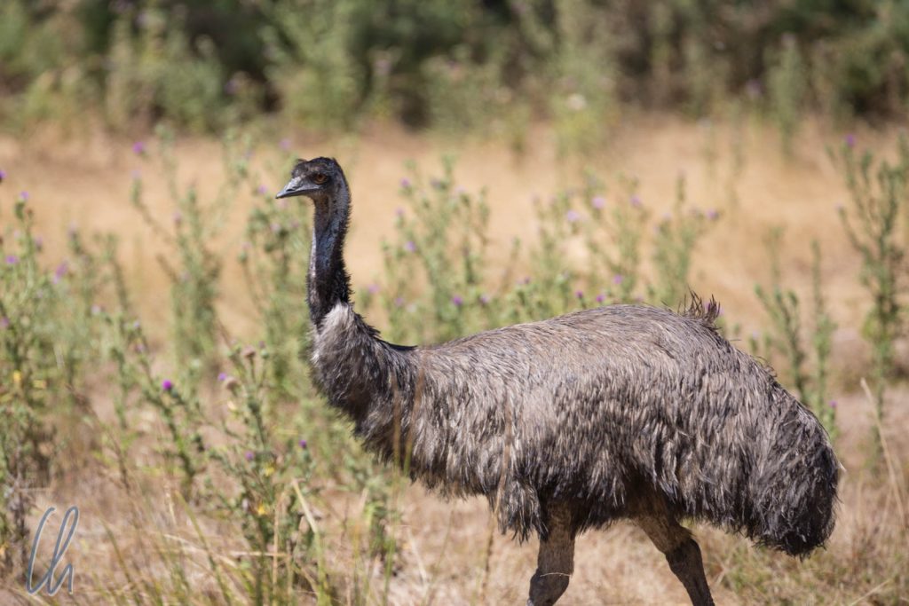 Beliebter Fleischlieferant der Aborigines: Emu
