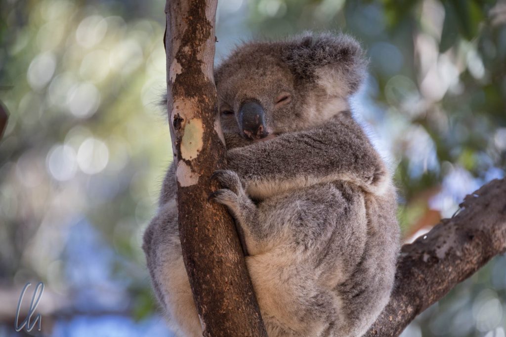 Kann so ein niedlicher Koala zur Plage werden?