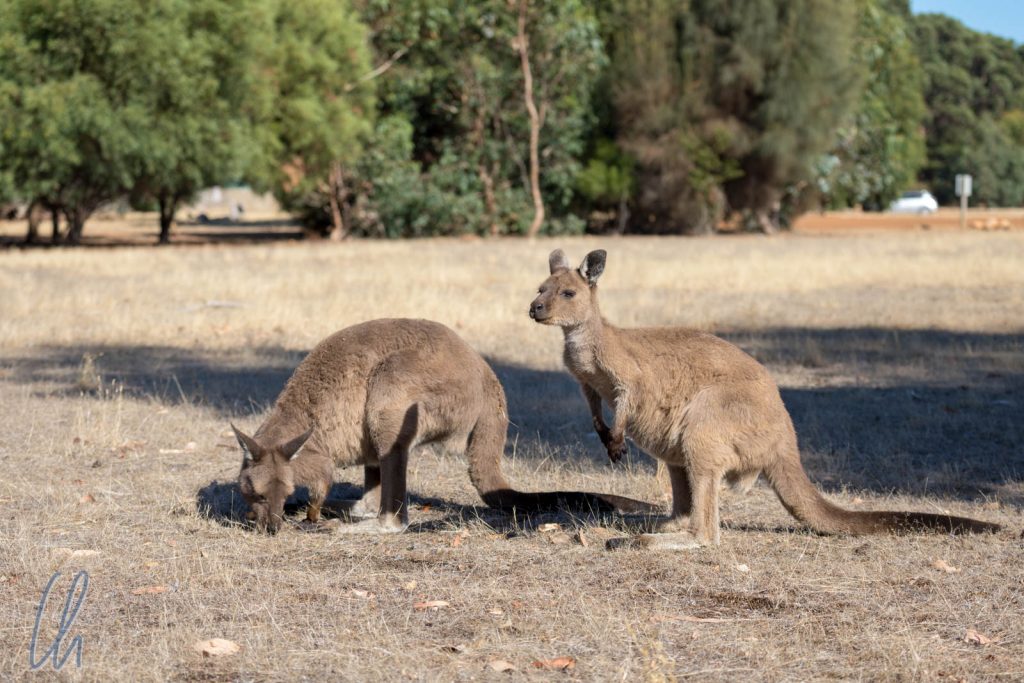 Natürlich gibt es auf Kangaroo Island auch Kängurus!
