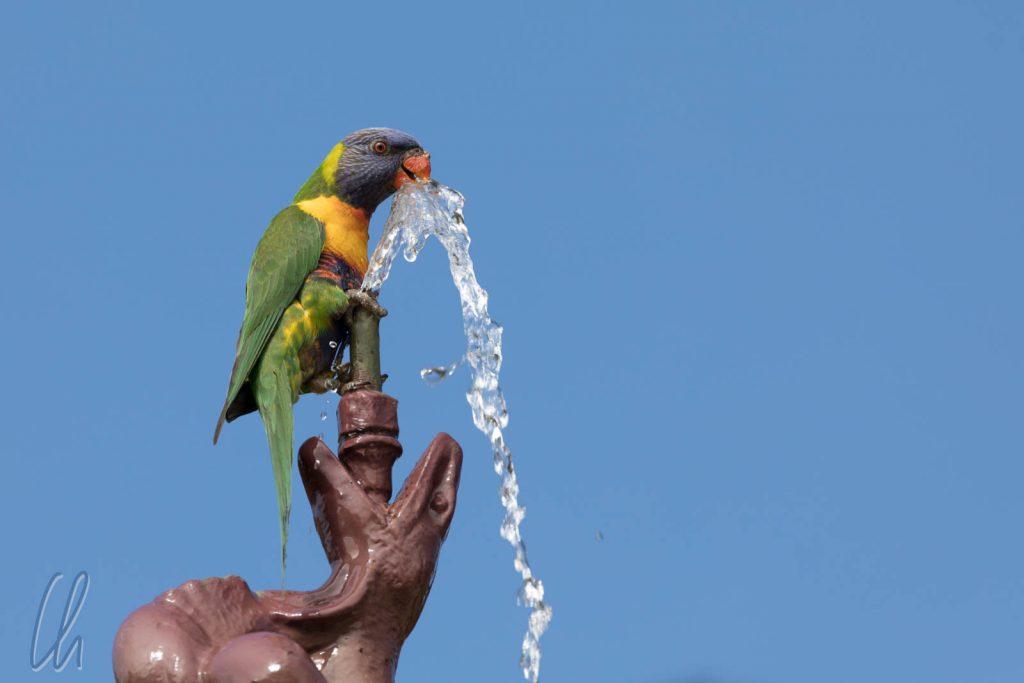 Durstiger Papagei im Park in Adelaide