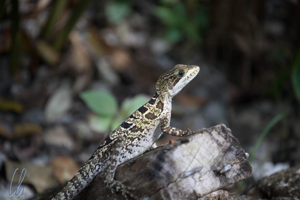 Baselisc Lizard, weiblich
