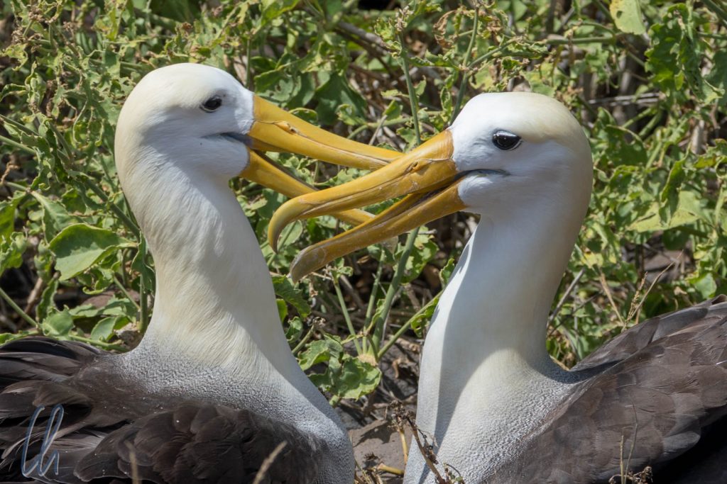 EIn glückliches Waived Albatross Pärchen