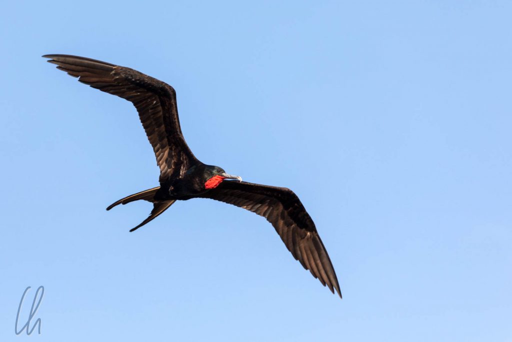 Ein männlicher Great Frigatebird am Himmel