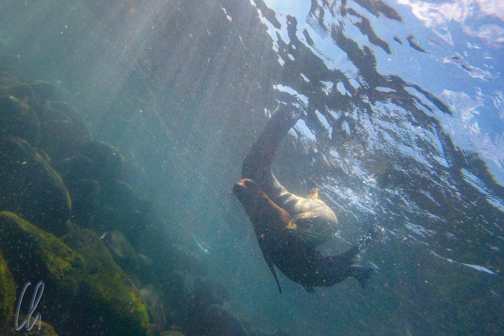 Verspielte Seelöwen unter Wasser