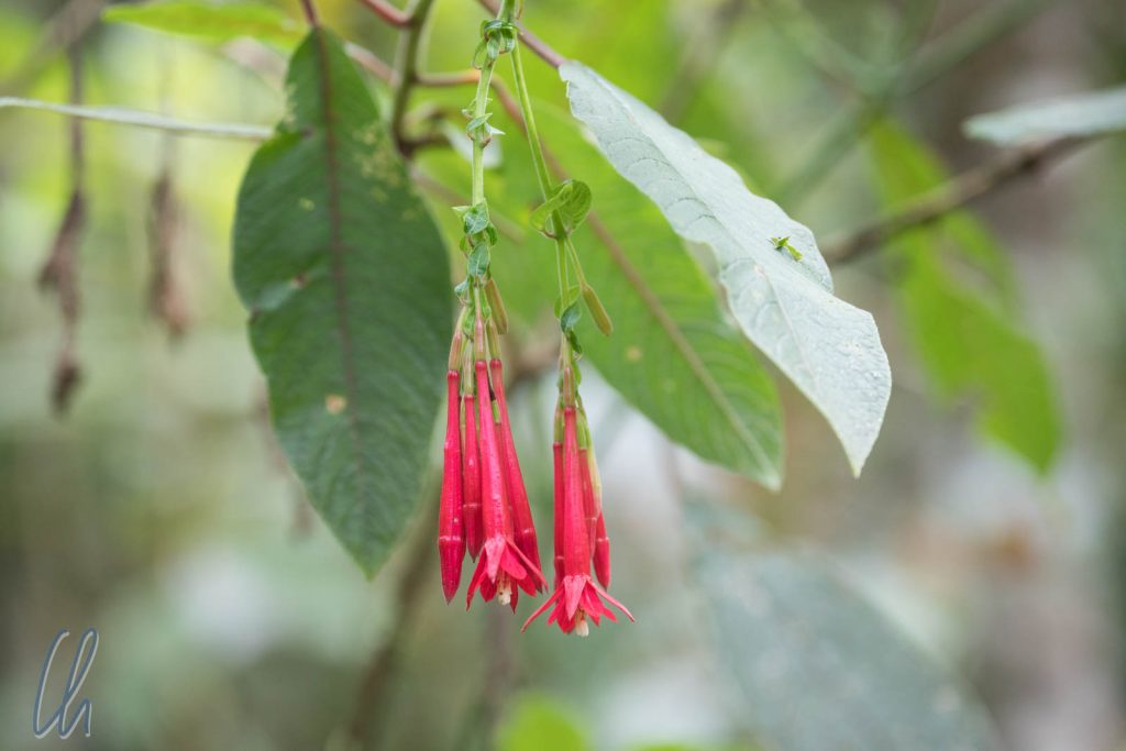 Cantua buxifolia: Die Nationalblume Perus