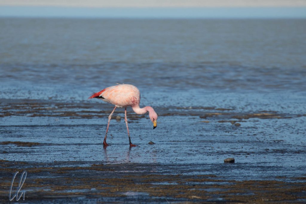 Ein James's Flamingo am Rande des Salar Uyuni