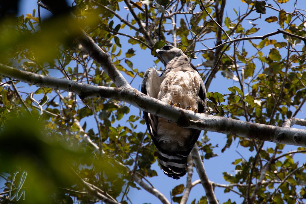 Der stärkste Greifvogel der Welt: Ein Harpy Eagle