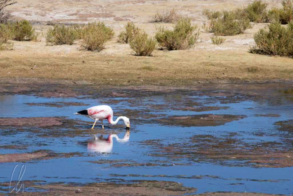 Ein Andean Flamingo sucht südlich von Alota vergnügt nach Nahrung.