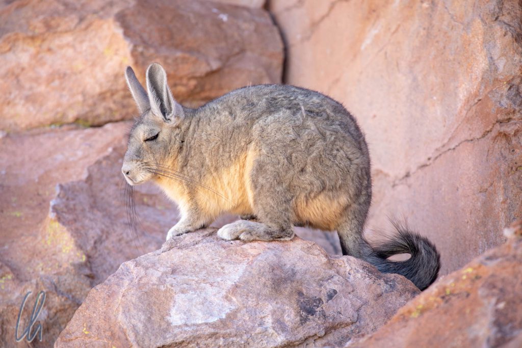 Schläfriges Empfangskomitee: eines der dösenden Viscachas
