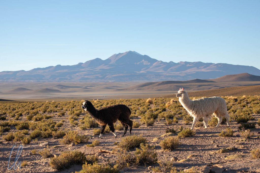 Typisch Bolivien: Alpakas auf dem Altiplano