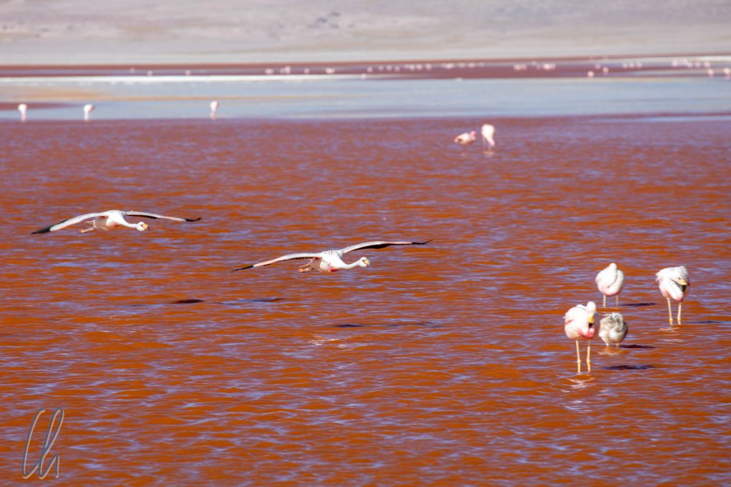James Flamingos im Landeanflug
