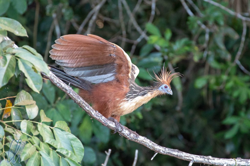 Der Hoatzin, ein außergewöhnlicher Vogel