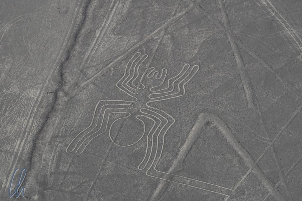 Die Nazca-Spinne