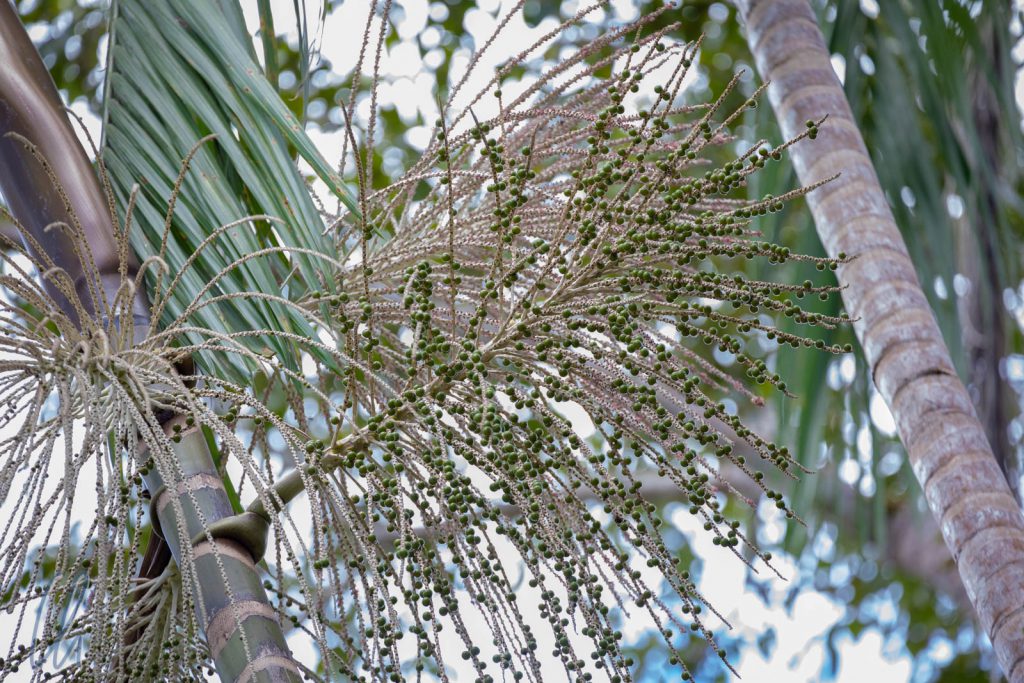 Açaí-Früchte reifen auf einer Palme.