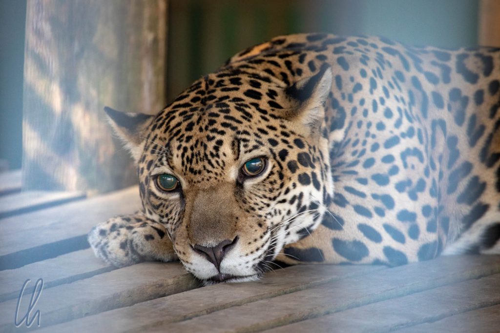 Cunhã: Als Welpe misshandelt, erblindet als Jugendlicher, heute ein Star des Zoos von Manaus.