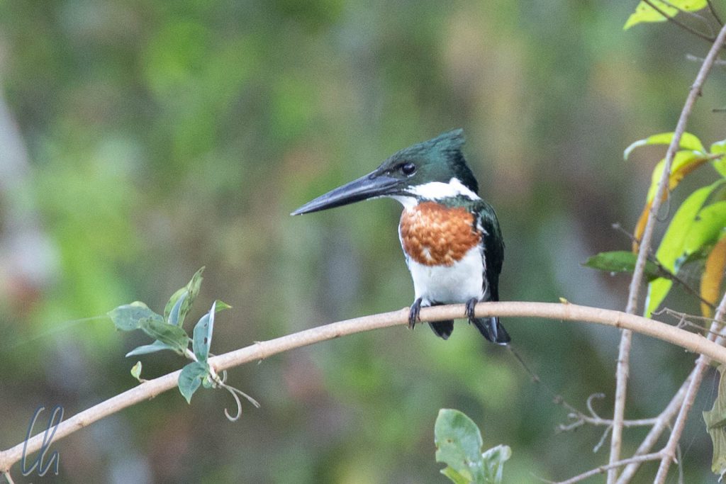 Ein Amazon Kingfisher auf der Suche nach Frühstück