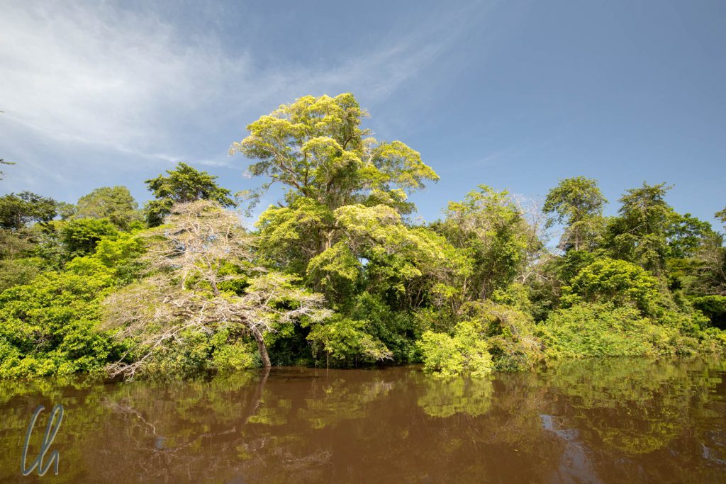 So saftig grün wird uns der Rio Negro und der Parque Nacional do Jaú in Erinnerung bleiben.