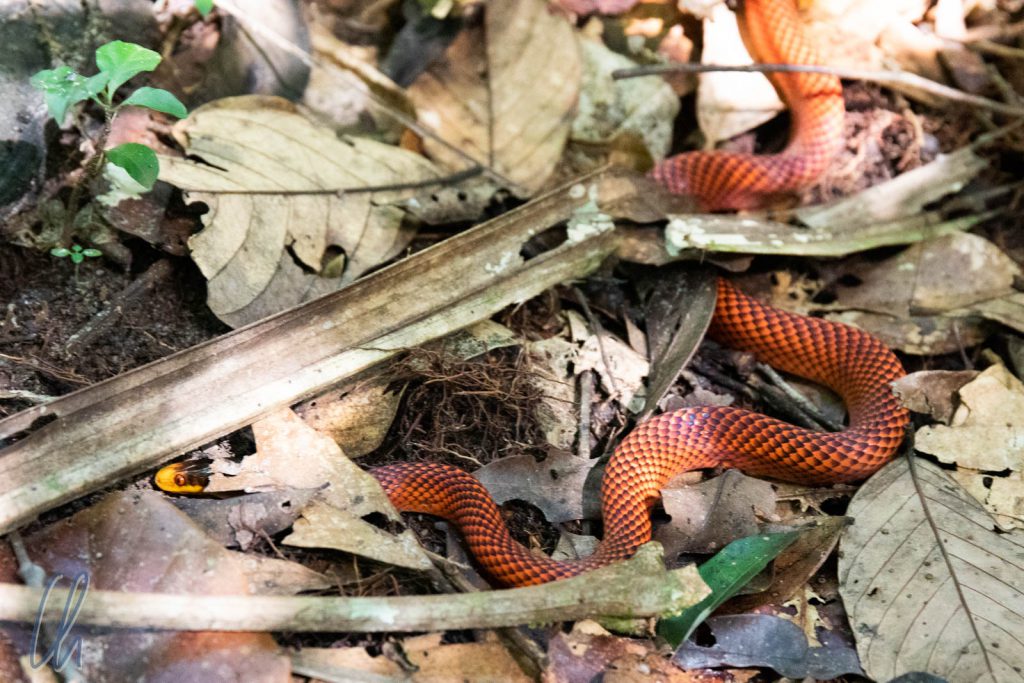 Eine Schlange auf unserem Weg: Oxyrhopus formosus (Formosa False Coral Snake)