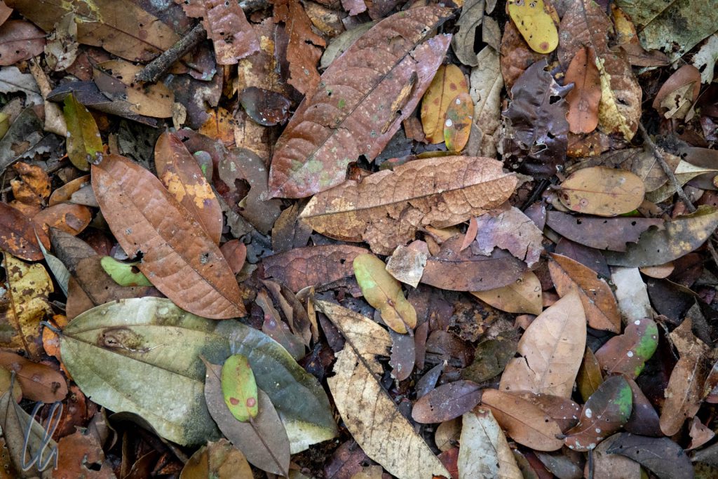 Das Geheimnis der Farbe des Rio Negro-Wassers: Eingeweichte Blätter