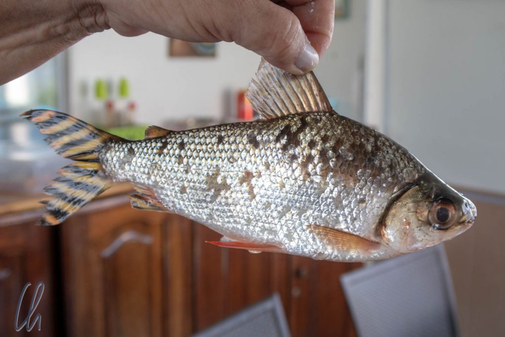 Jaraqui: Wer diesen Fisch isst, kehrt immer wieder zum Rio Negro zurück