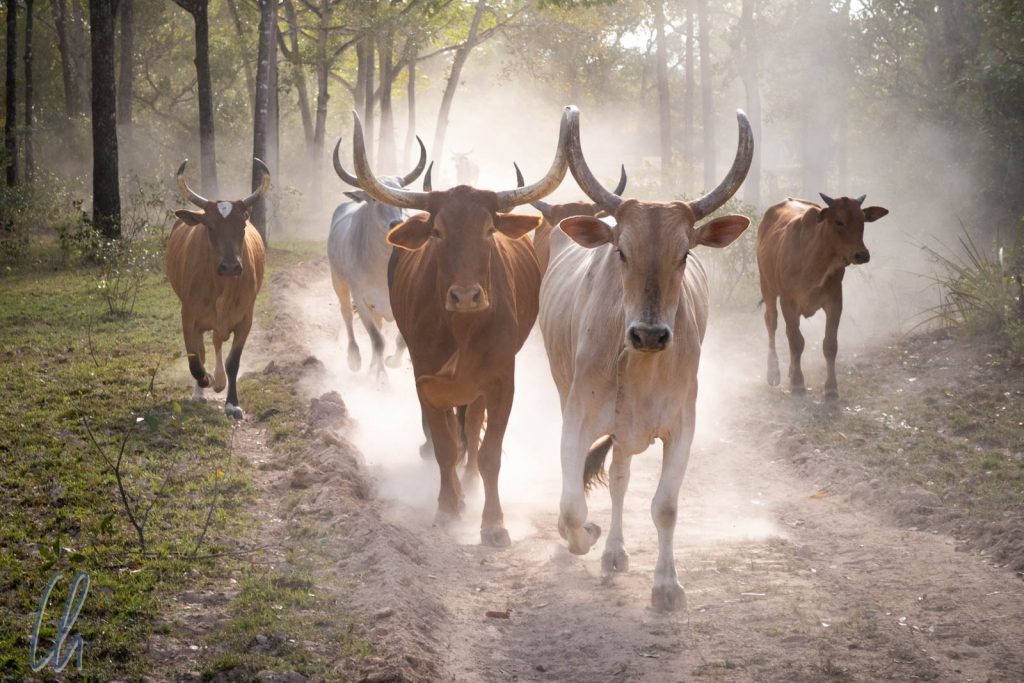 Pantanal-Rinder, sie formen die Landschaft schon seit mindestens 300 Jahren.