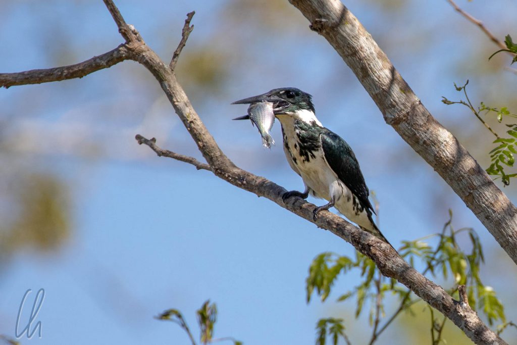 Ein Amazon Kingfisher (weiblich) mit fetter Beute