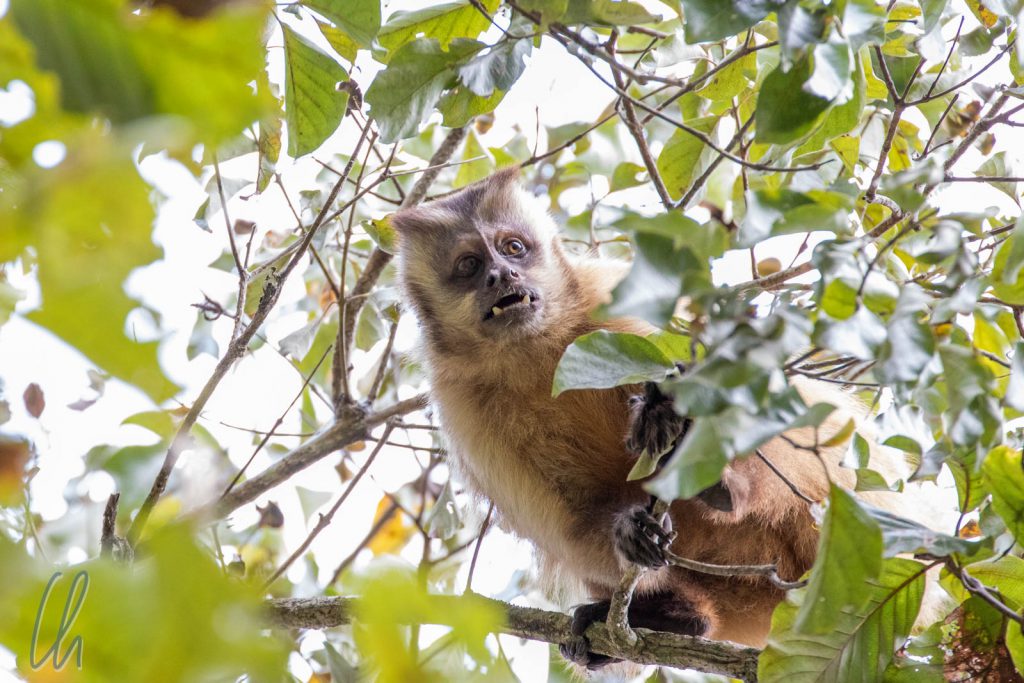 Ein Gehaubter Kapuziner Affe (Tuffed Capchin Monkey) im Cerrado