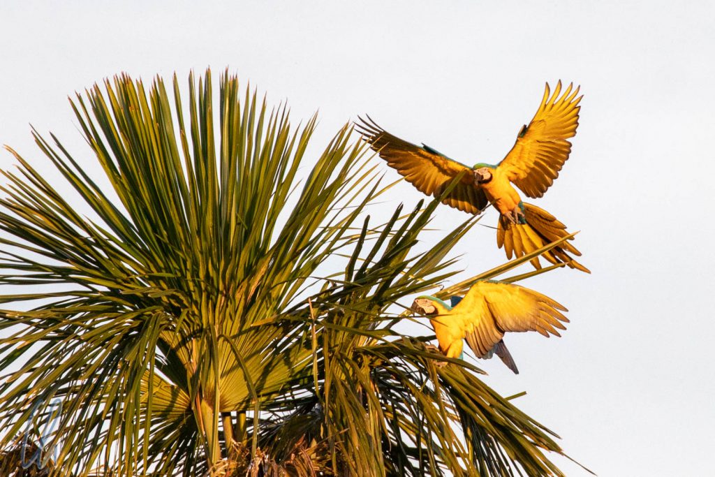 Zwei Gelbbrustaras im Anflug auf ihre Palme