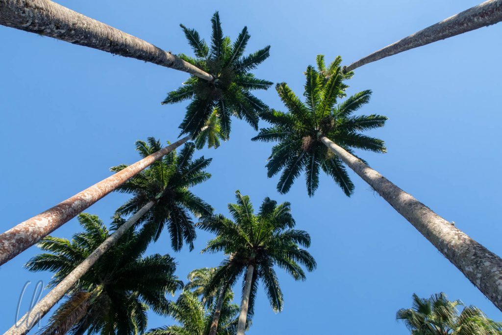 Riesige Palmen der Palmenallee im botanischen Garten von Rio de Janeiro