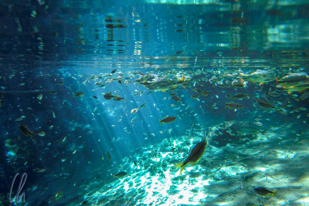 Hunderte von Fischen im Aquario Encantado