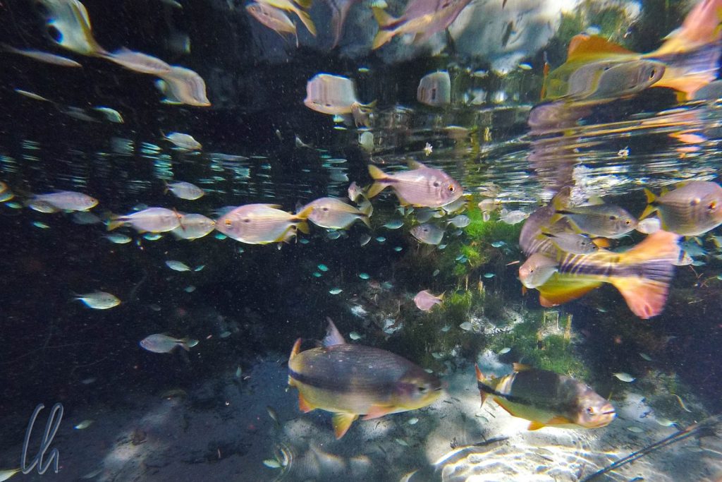 Ein brasilianisches Highlight: Das Aquario Encantado bei Bom Jardim