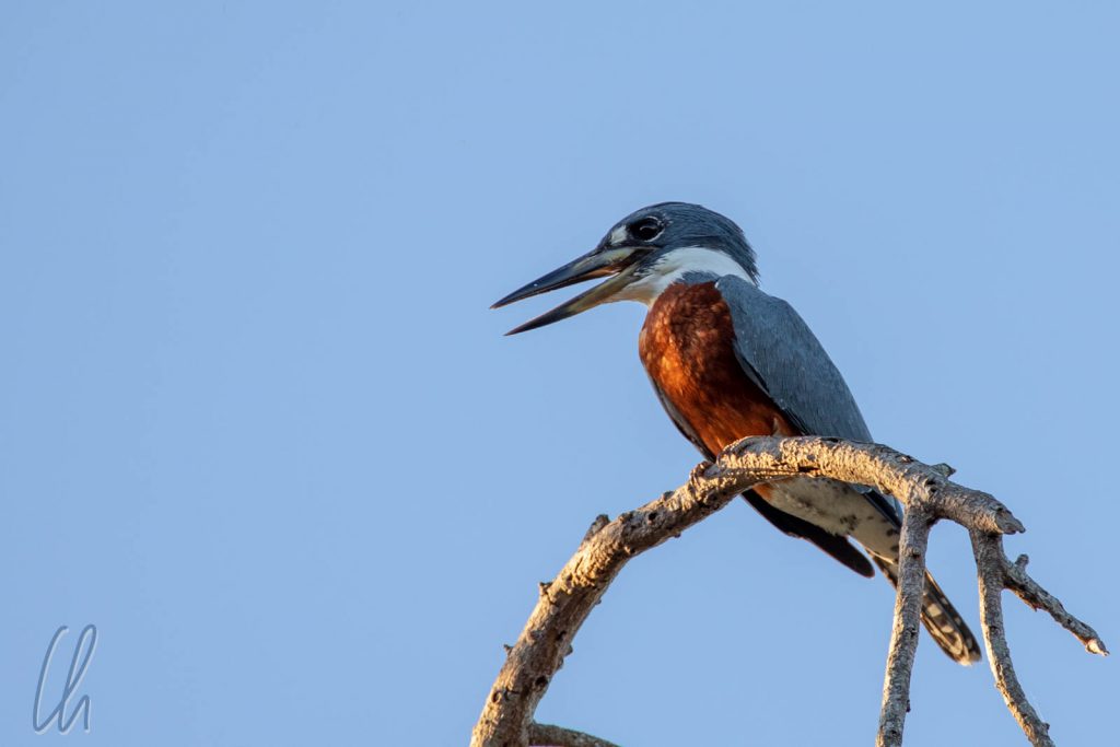Ein Ringed Kingfisher, männlich