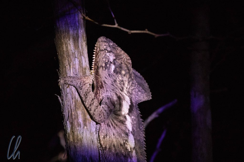 Ein nachtaktives Chamäleon im Kirindy-Reservat