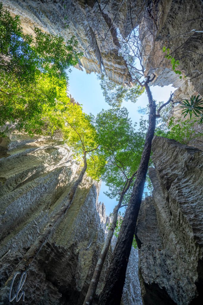 Selbst in den tiefsten Tsingy-Schlucht wachsen hohe Bäume.