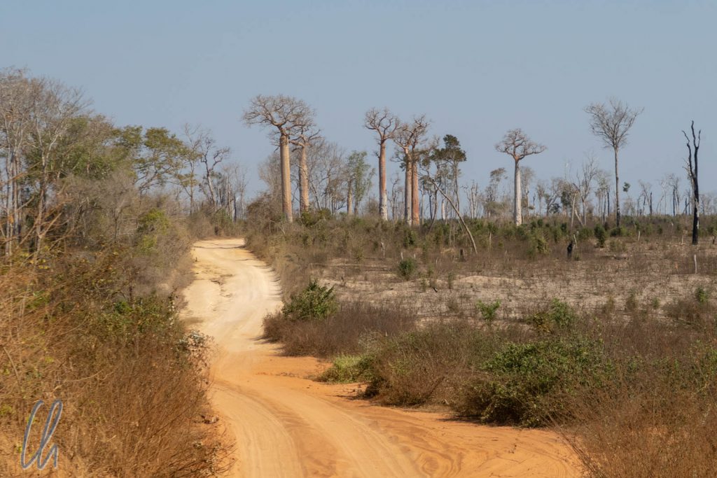 Verbleibende Baobabs auf gerodeten Waldflächen