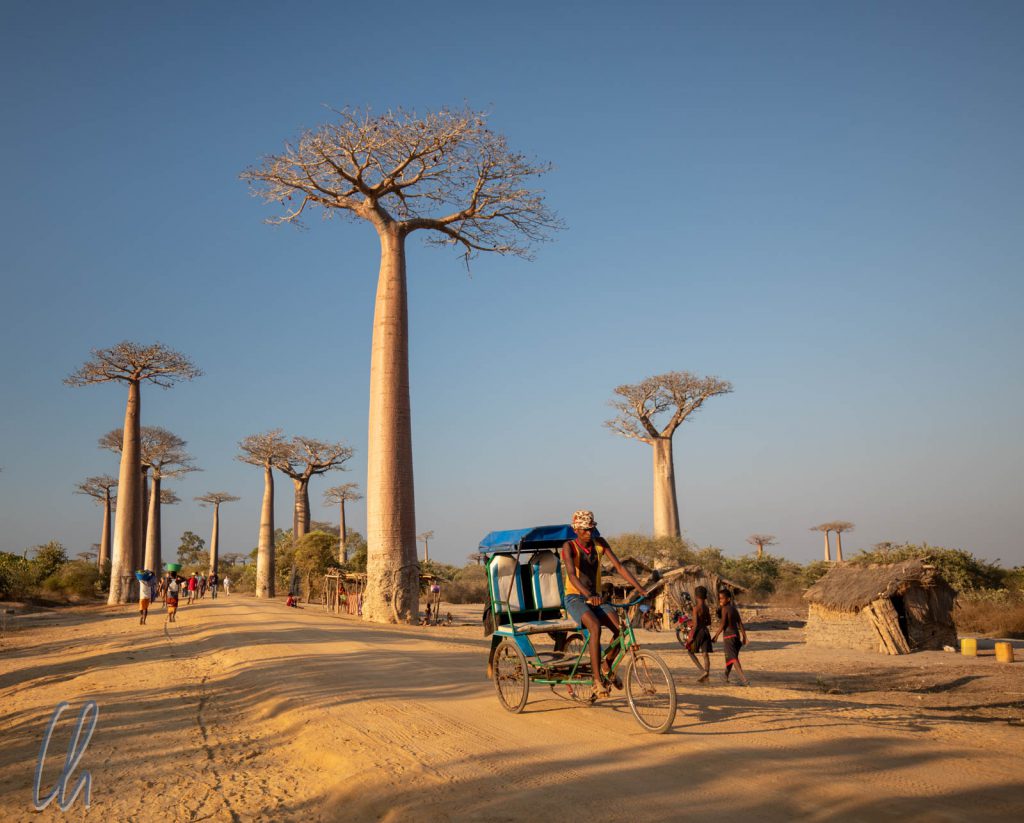 Die Baobab-Allee, einer der touristischsten Orte auf Madagaskar.