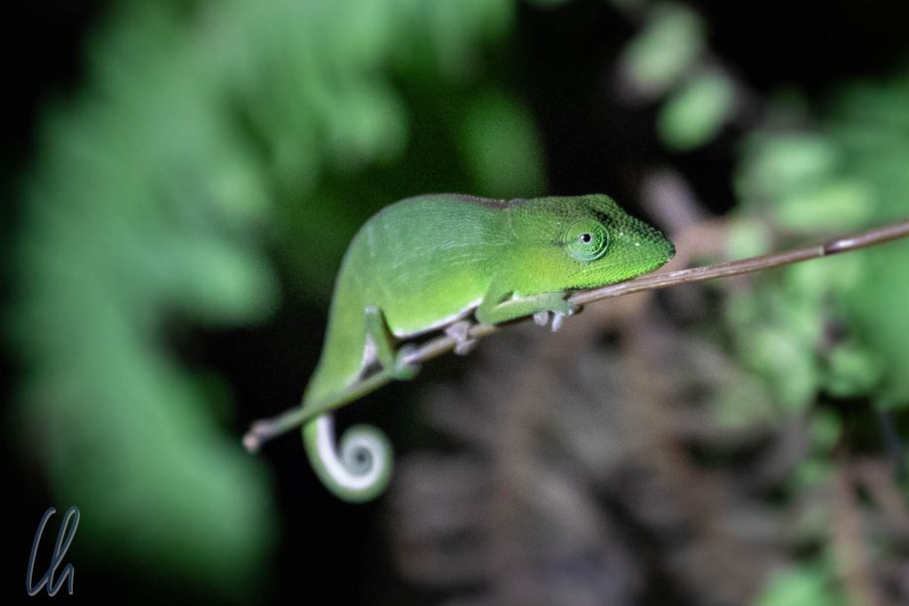 In seiner Umgebung kaum zu erkennen, ein grünes Mini-Chamäleon