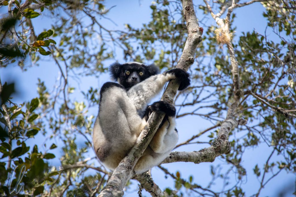 Ein Indri, Babakoto, hoch oben im Baum