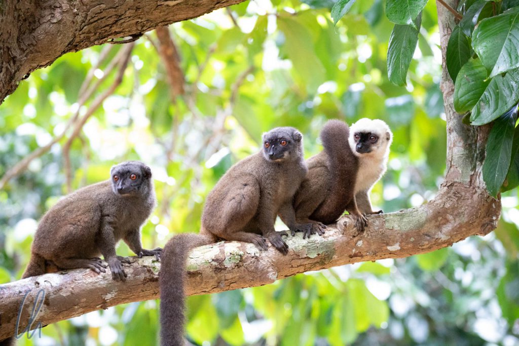 Das Lemuren-Empfangskomitee mit baunen Lemuren und Weißkopfmaki