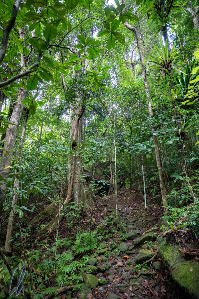 Der Wald auf Nosy Mangabe machte einen unberührten Eindruck und der Weg forderte unsere Kondition.