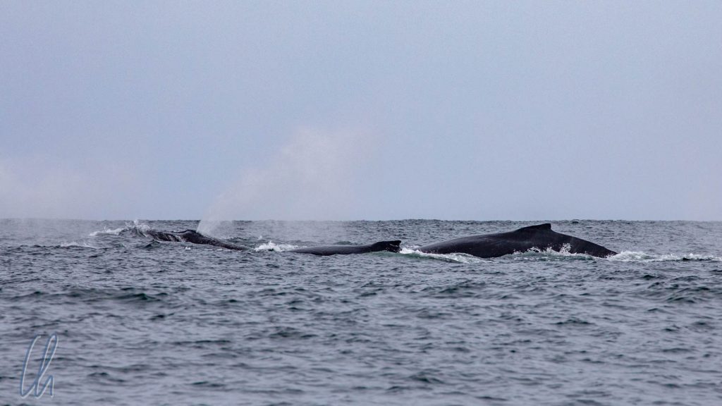Eine Gruppe von Buckelwalen auf der Überfahrt nach Masoala