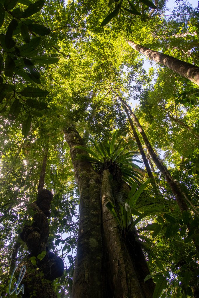 Uralte Bäume im Masoala-Regenwald