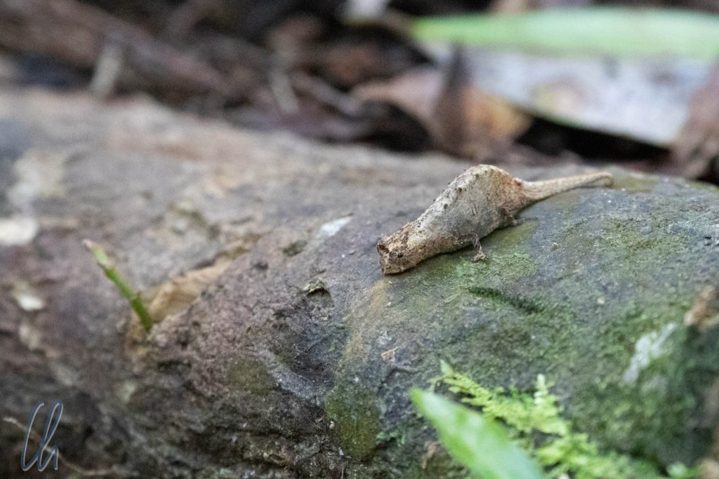 Brookesia in freier Wildbahn. Vielleicht ein Brown leaf chameleon (Brookesia superciliaris)?