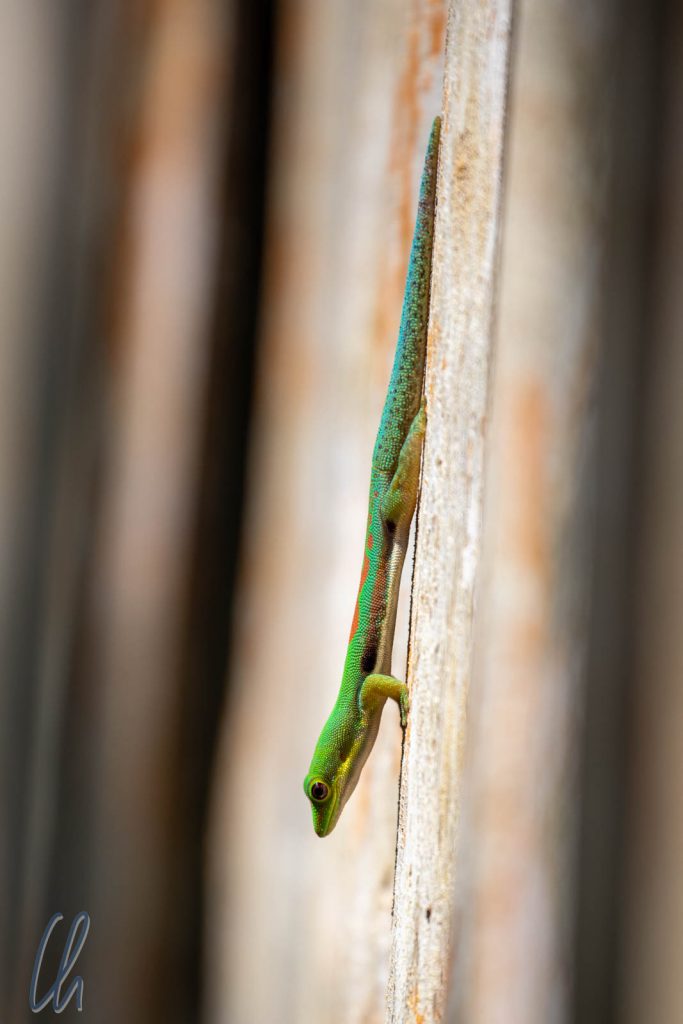 Ein leuchtend grüner Madagaskar-Taggecko